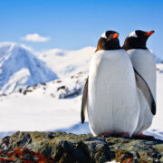 Two penguins